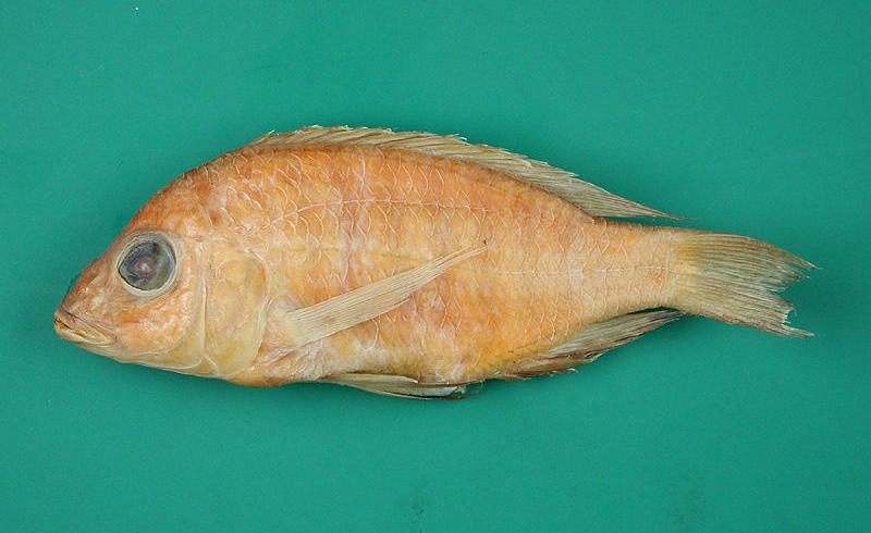 Placidochromis nkhatae 'Nkhata Bay'